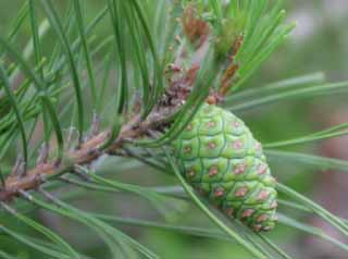 Foto, materieel, vrij, landschap, schilderstuk, bevoorraden foto,Jonge pijnboom kegel, Pijnboom kegel, Kegel, Pijnboom, 