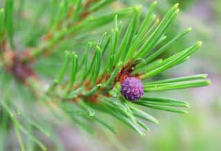 Foto, materieel, vrij, landschap, schilderstuk, bevoorraden foto,Pijnboom bloem, Bloem, Kegel, Pijnboom, 