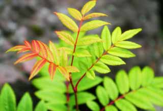 photo,material,free,landscape,picture,stock photo,Creative Commons,Rowan, autumn leaves, green, young bud, 