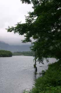 fotografia, materiale, libero il panorama, dipinga, fotografia di scorta,Taisho stagna e rami di albero, stagno, albero, acqua, 