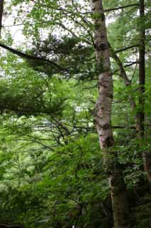 Foto, materieel, vrij, landschap, schilderstuk, bevoorraden foto,Boom in Kamikochi, Groen, Boom, Vrijaf, 