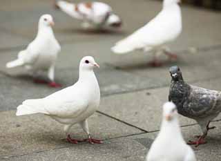 Foto, materieel, vrij, landschap, schilderstuk, bevoorraden foto,Een witte dove, Dove, , Witte dove, Lokaas spiets