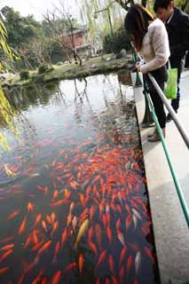 photo,material,free,landscape,picture,stock photo,Creative Commons,An outlook on port of flower fish, waterside, Saiko, The surface of the water, goldfish