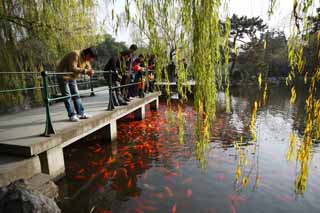 photo,material,free,landscape,picture,stock photo,Creative Commons,An outlook on port of flower fish, waterside, Saiko, The surface of the water, goldfish