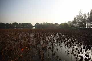 photo,material,free,landscape,picture,stock photo,Creative Commons,A House of music-like load, bridge, lotus, surface of a lake, willow