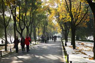 photo,material,free,landscape,picture,stock photo,Creative Commons,A resurrection bank, Colored leaves, roadside tree, walk, bicycle