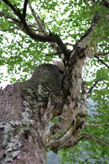 fotografia, materiale, libero il panorama, dipinga, fotografia di scorta,Frusta che patisce ferite, scorza di albero, abbaio, permesso, montagna