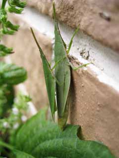 photo, la matire, libre, amnage, dcrivez, photo de la rserve,Une sauterelle sur le dos, sauterelle, , Copulation, insecte