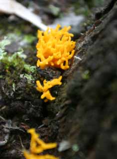 photo,material,free,landscape,picture,stock photo,Creative Commons,Fungus, orange, fungus, mushroom, fallen tree