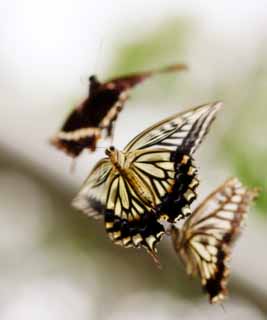 Foto, materieel, vrij, landschap, schilderstuk, bevoorraden foto,De rendez-vous van ht swallowtail vlinder, Swallowtail vlinder, , Vlinder, Paring