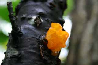 Foto, materiell, befreit, Landschaft, Bild, hat Foto auf Lager,Fungus, orangefarben, Fungus, Pilz, abgefallener Baum