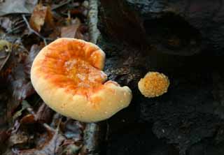 photo,material,free,landscape,picture,stock photo,Creative Commons,Mushrooms, orange, fungus, mushroom, fallen tree