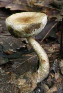 Foto, materiell, befreit, Landschaft, Bild, hat Foto auf Lager,Pilz, orangefarben, Fungus, Pilz, abgefallener Baum