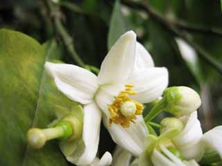 photo, la matire, libre, amnage, dcrivez, photo de la rserve,La fleur de l'orange mandarine, Wenzhou orange mandarine, orange mandarine, , ptale