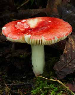 photo,material,free,landscape,picture,stock photo,Creative Commons,Mushroom, orange, fungus, mushroom, fallen tree