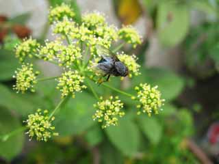 Foto, materiell, befreit, Landschaft, Bild, hat Foto auf Lager,Eine Fliege, Fliege, , , 