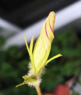 photo,material,free,landscape,picture,stock photo,Creative Commons,A morning glory, Torsion, An eddy, bud, 