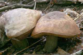 fotografia, materiale, libero il panorama, dipinga, fotografia di scorta,Funghi, arancia, fungo, , albero caduto