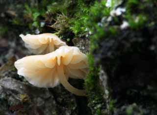 photo,material,free,landscape,picture,stock photo,Creative Commons,Mushrooms, orange, fungus, mushroom, fallen tree