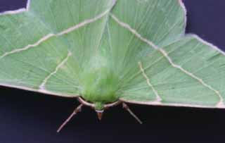 Foto, materiell, befreit, Landschaft, Bild, hat Foto auf Lager,Nachtfalter, Schmetterling, Nachtfalter, Flgel, 