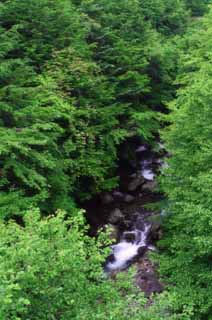 fotografia, materiale, libero il panorama, dipinga, fotografia di scorta,Ruscello di montagna in un legno, legno, fiume, acqua, albero