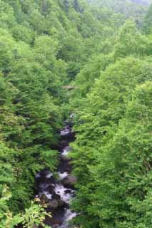 fotografia, materiale, libero il panorama, dipinga, fotografia di scorta,Ruscello di montagna in un legno, legno, fiume, acqua, albero