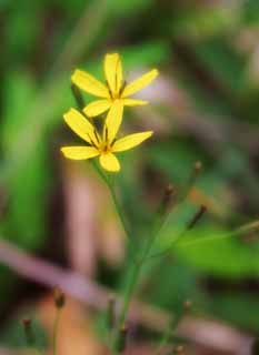 fotografia, materiale, libero il panorama, dipinga, fotografia di scorta,Fiori di giallo, giallo, , , 