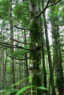 fotografia, materiale, libero il panorama, dipinga, fotografia di scorta,Albero maestoso, montagna, legno, boschetto, 