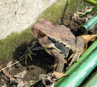 photo,material,free,landscape,picture,stock photo,Creative Commons,A Japanese toad, frog, , , toad