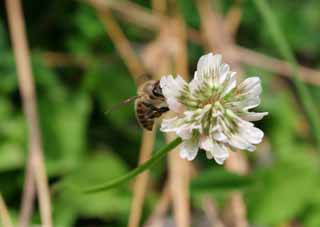 Foto, materieel, vrij, landschap, schilderstuk, bevoorraden foto,Maaltijd honeybee, Honeybee, Bee, Klaver, Honingdrank