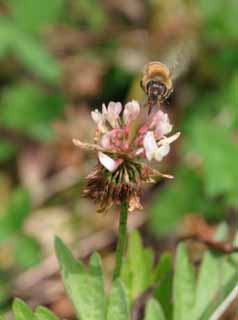 foto,tela,gratis,paisaje,fotografa,idea,El almuerzo de la abeja., Abeja melfera, Abeja, Trbol, Nctar