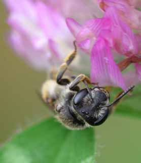 Foto, materiell, befreit, Landschaft, Bild, hat Foto auf Lager,Blhen Sie Restaurant, Chinesisch melken Sie vetch, Nektar, Pollen, 