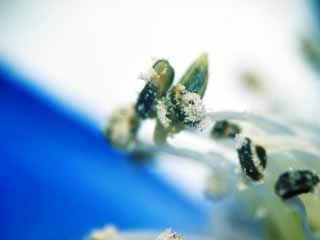 , , , , ,  .,, stamen, , , 