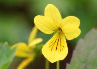 photo, la matire, libre, amnage, dcrivez, photo de la rserve,Fleurs alpines jaunes, jaune, plante alpine, , 