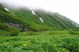 photo,material,free,landscape,picture,stock photo,Creative Commons,Flower filed of Senjojiki, mountain, fog, snow, buttercup