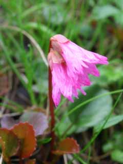 Foto, materiell, befreit, Landschaft, Bild, hat Foto auf Lager,Diapensiaceae, rosa, alpine Pflanze, , 