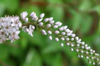 fotografia, materiale, libero il panorama, dipinga, fotografia di scorta,Piccoli fiori bianchi, bianco, gemma, , 