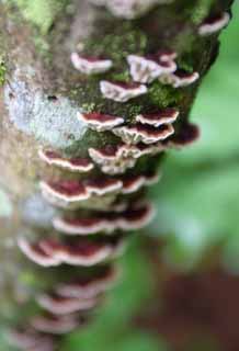 fotografia, materiale, libero il panorama, dipinga, fotografia di scorta,Funghi, fungo, , , 