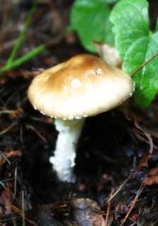 photo,material,free,landscape,picture,stock photo,Creative Commons,Mushroom in a wood, mushroom, , , 