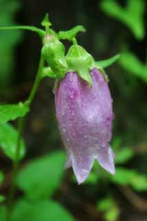 fotografia, material, livra, ajardine, imagine, proveja fotografia,Rampion chins, Rampion chins, roxo, , 