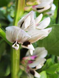 photo,material,free,landscape,picture,stock photo,Creative Commons,The flower of broad beans, The sky is diligent, bean, silkworm bean, Broad beans