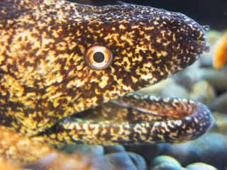 ,,, ,,,moray., ., ., , 