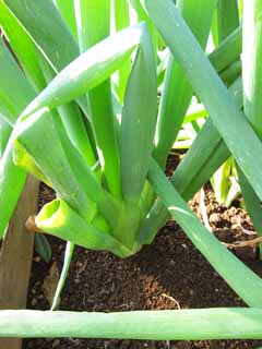 photo,material,free,landscape,picture,stock photo,Creative Commons,A long leek, Vegetables, Food, , 