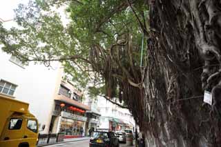 foto,tela,gratis,paisaje,fotografa,idea,De acuerdo con Hong Kong, Paciencia, Letrero, Edificio, La zona tropical