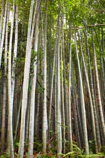 fotografia, materiale, libero il panorama, dipinga, fotografia di scorta,Tempio di Zuisen-ji Takebayashi, Chaitya, Zen Buddismo-come giardino, Kamakura, Bamb