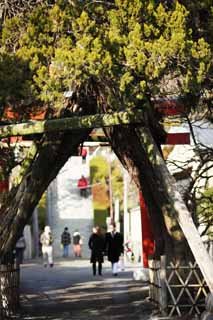 Foto, materiell, befreit, Landschaft, Bild, hat Foto auf Lager,Ein EgaraTenjin-shaShrine nhert sich zu einem Schrein, Schintoistischer Schrein, steinigen Sie Treppe, Kamakura, rgern Sie Tenjin