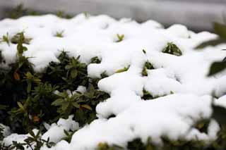 foto,tela,gratis,paisaje,fotografa,idea,La nieve del parque, Planta de jardinera, Una azalea, , 