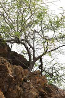 Foto, materiell, befreit, Landschaft, Bild, hat Foto auf Lager,MaunaLani, Lava, Stein, Splitter, Grn