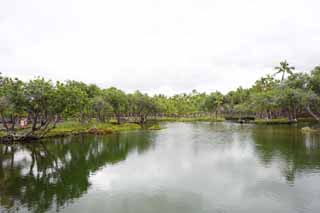 Foto, materieel, vrij, landschap, schilderstuk, bevoorraden foto,Maunalani vis fijnstampen, Lava, Een altaar, Waterplas, Visserij