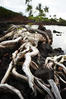 Foto, materieel, vrij, landschap, schilderstuk, bevoorraden foto,Ik ga in het heilige lokaal uit, Lava, Wortel, Waterplas, Heilig lokaal